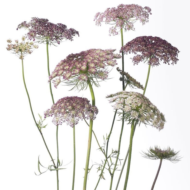 Vild Gulerod 'Dara' - Frøsnapperen.dk