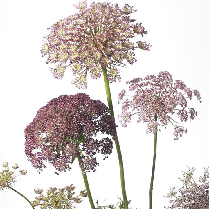 Vild Gulerod 'Dara' - Frøsnapperen.dk