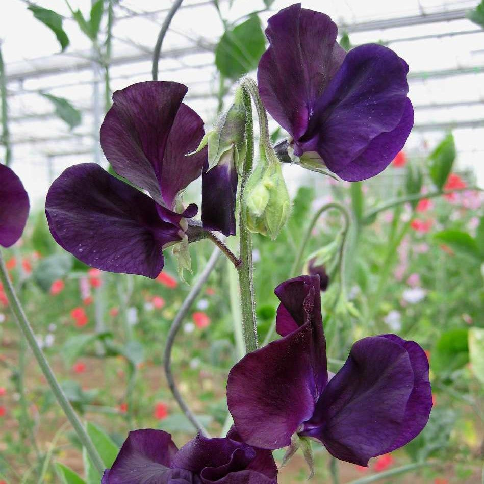 Ærteblomst 'Winter Sunshine Navy' - Frøsnapperen.dk