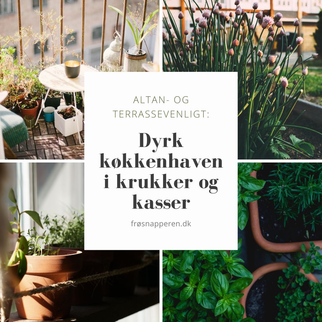 Dyrk køkkenhaven i krukker og kasser på altanen og terrassen