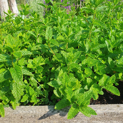 En uforbeholden hyldest til mynten