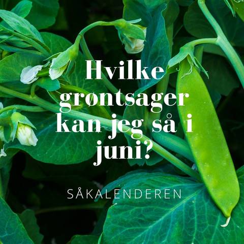 Såkalenderen for juni måned