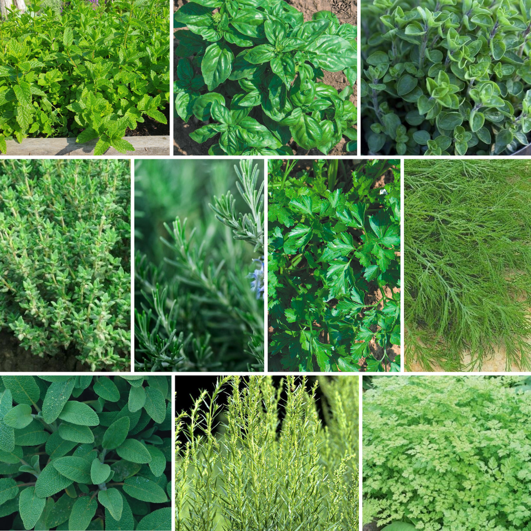Billedcollage af krydderurter