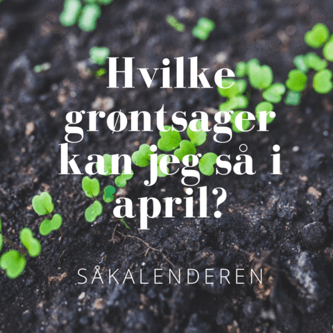 Hvilke grøntsager kan jeg så i april?