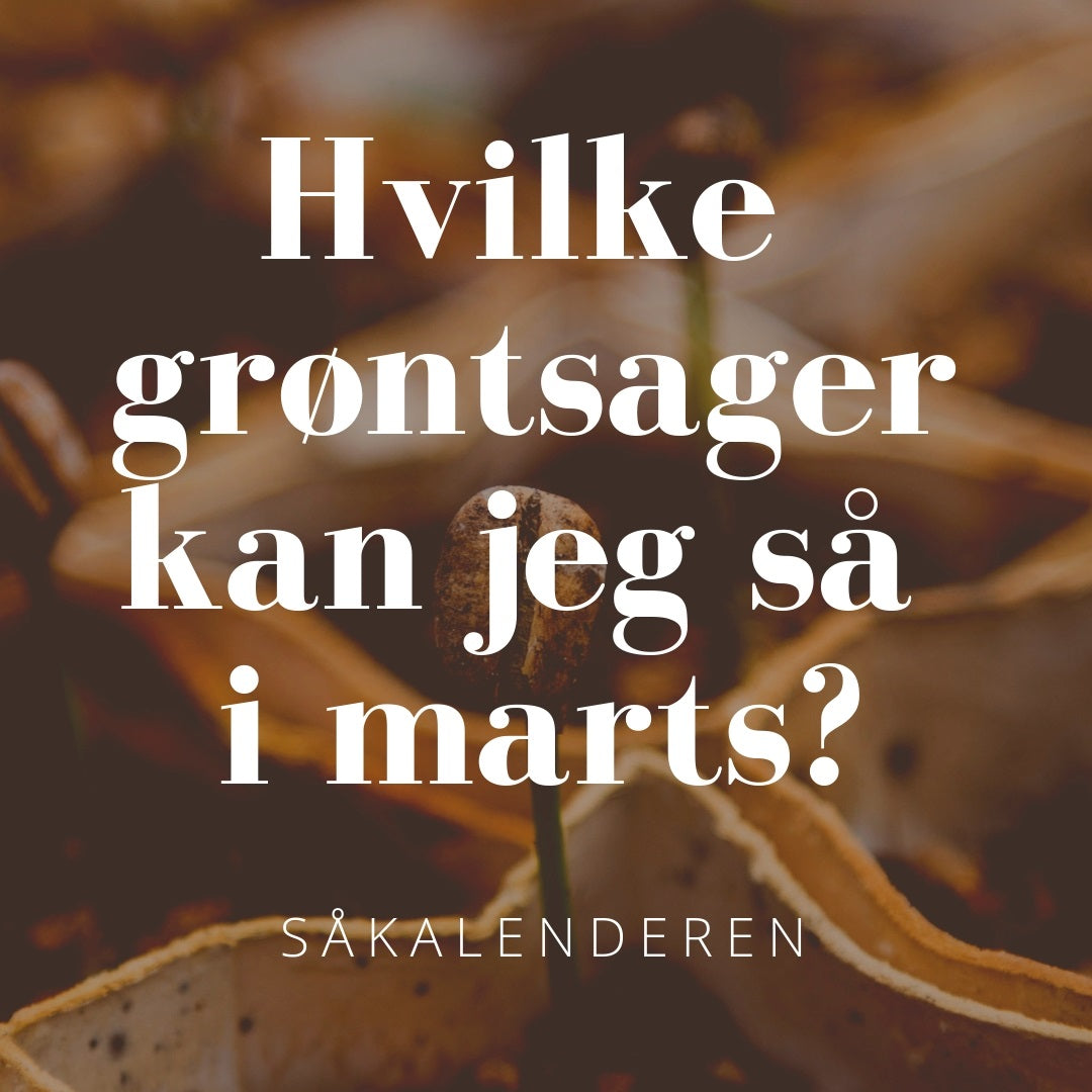 Hvilke grøntsager kan jeg så i marts?