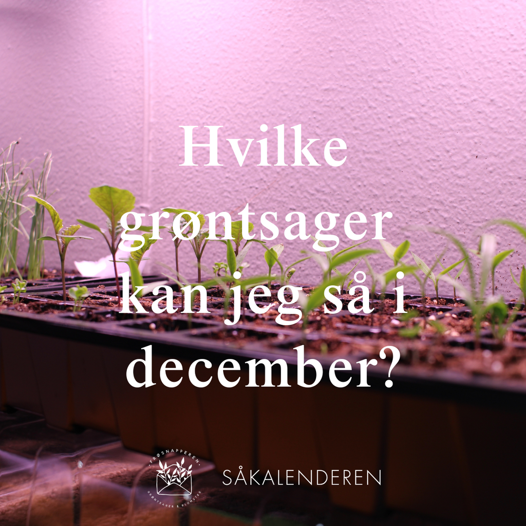 Hvilke grøntsager kan jeg så i december?