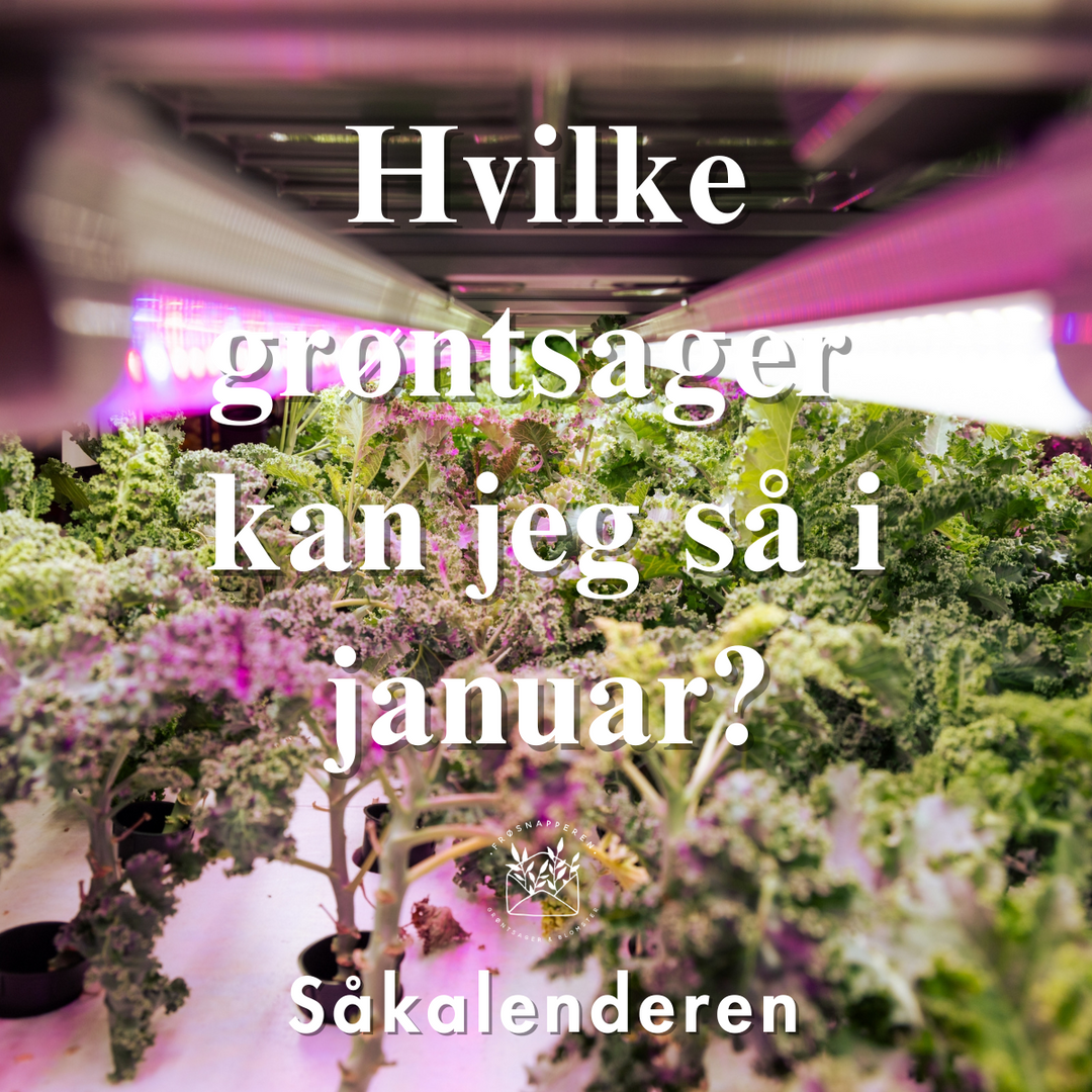 Hvilke grøntsager kan jeg så i januar?