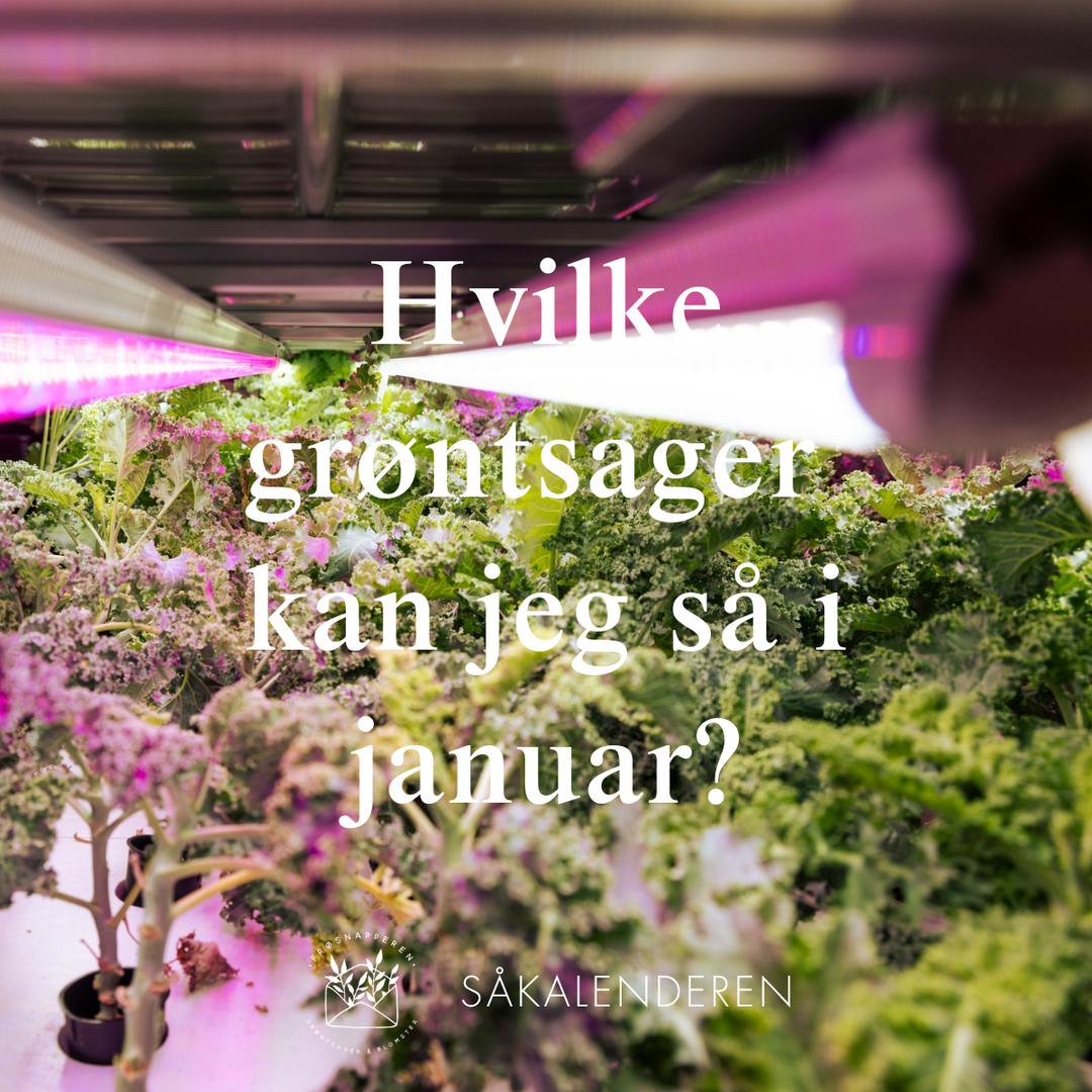 Hvilke grøntsager kan jeg så i januar?