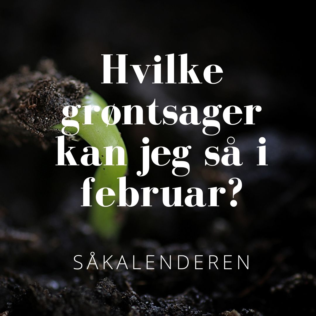 Hvilke grøntsager kan jeg så i februar?
