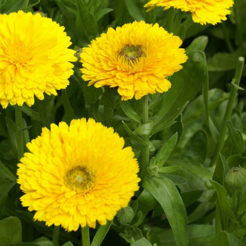 Morgenfrue 'Faron' - Frøsnapperen.dk