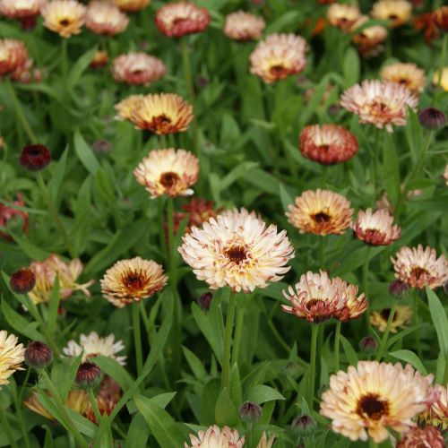 Morgenfrue 'Sunset Buff' - Frøsnapperen.dk