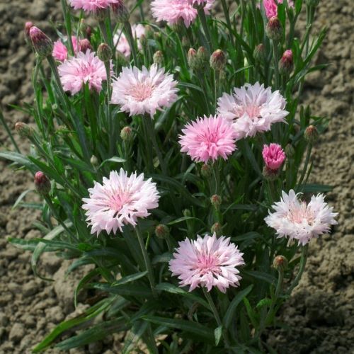 Dværg-kornblomst Tom Pouce Pink - Frøsnapperen.dk