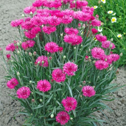 Dværg-kornblomst Tom Pouce Red - Frøsnapperen.dk