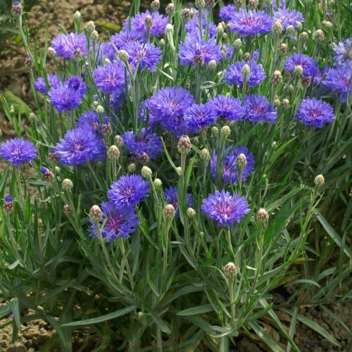 Dværg-kornblomst Tom Pouce Blue - Frøsnapperen.dk