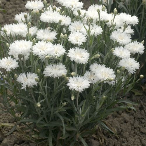 Dværg-kornblomst Tom Pouce White - Frøsnapperen.dk