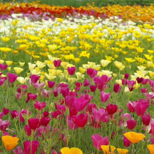 Californisk valmue single mix - Frøsnapperen.dk