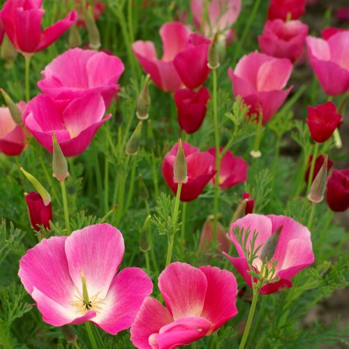 Californisk valmue Carmine King - Frøsnapperen.dk