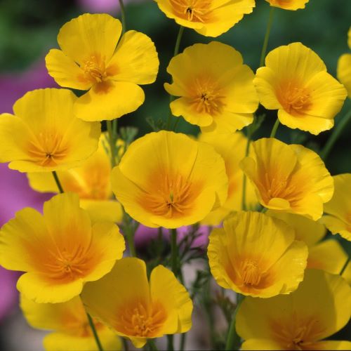 Californisk valmue Golden West - Frøsnapperen.dk