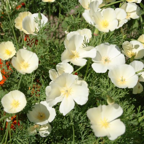 Californisk valmue Ivory Castle - Frøsnapperen.dk