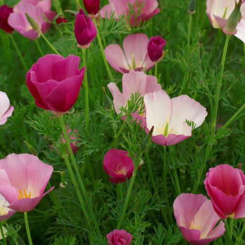 Californisk valmue Purple Gleam - Frøsnapperen.dk