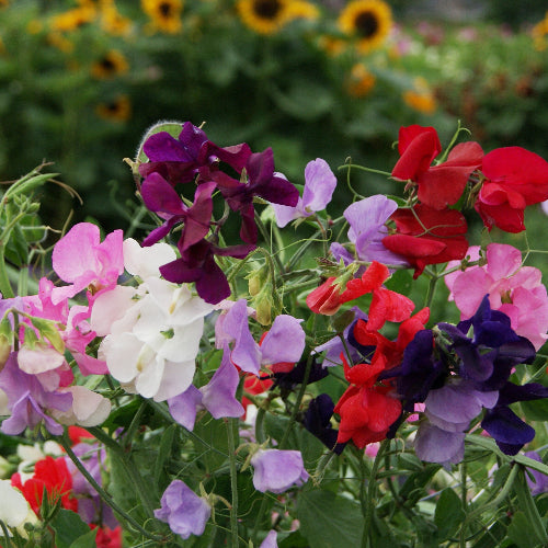 Ærteblomst royal family mixed
