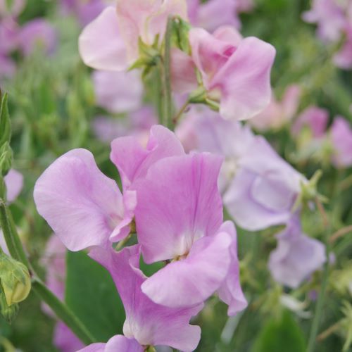 Ærteblomst Royal Family Lavendel - Frøsnapperen.dk