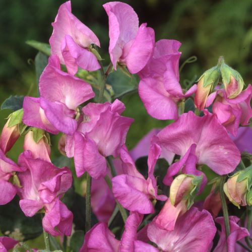 Ærteblomst Royal Familiy Rose-Pink - Frøsnapperen.dk