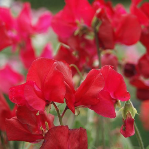 Ærteblomst 'Royal Family Crimson'