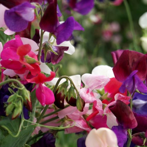 Ærteblomst Old Spice Mixed - Frøsnapperen.dk