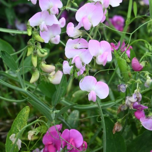 Ærteblomst, staude- 'Pink Pearl'