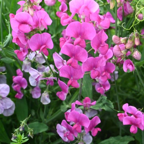 Ærteblomst, staude- 'Red Pearl'