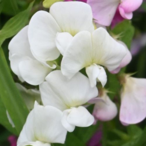 Ærteblomst, staude- 'White Pearl'