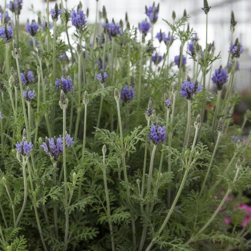 Egyptisk lavendel