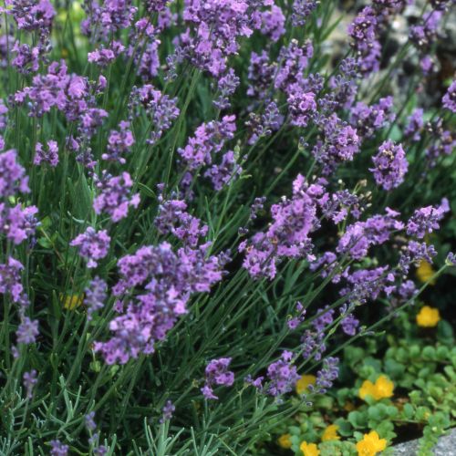 Lavendel, ægte 'Munstead'