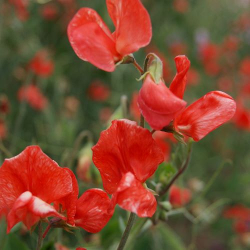 Ærteblomst Old Spice Henry Eckford - Frøsnapperen.dk