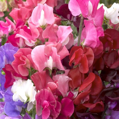 Ærteblomst Elegance Mix - Frøsnapperen.dk