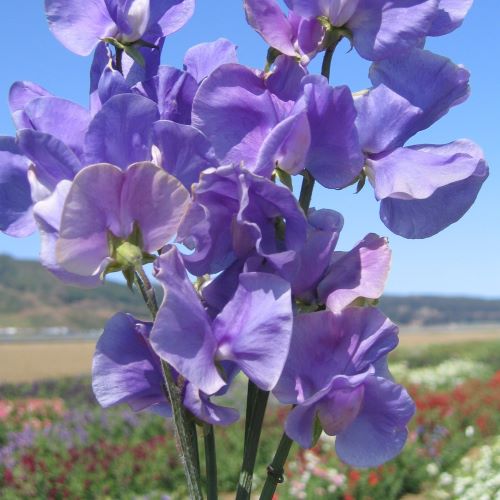 Ærteblomst Elegance Mid Blue - Frøsnapperen.dk