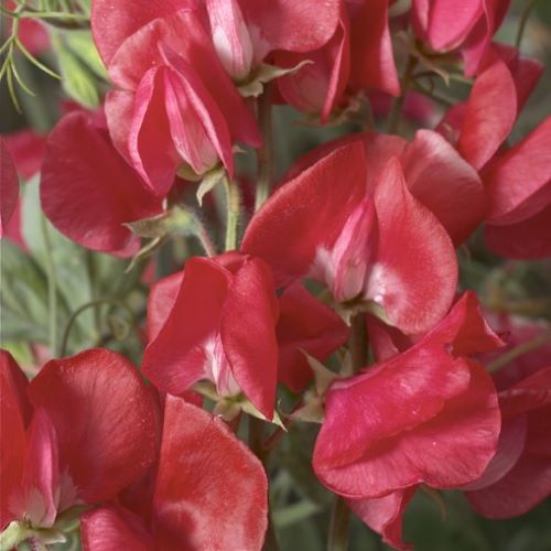 Ærteblomst Elegance Scarlet - Frøsnapperen.dk