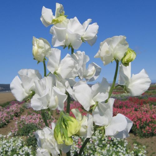 Ærteblomst Elegance White - Frøsnapperen.dk