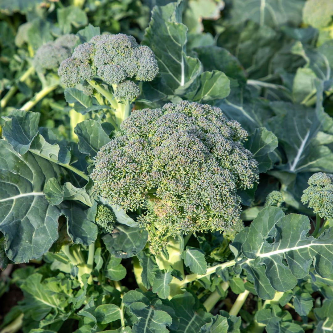 Broccoli 'Natalino'