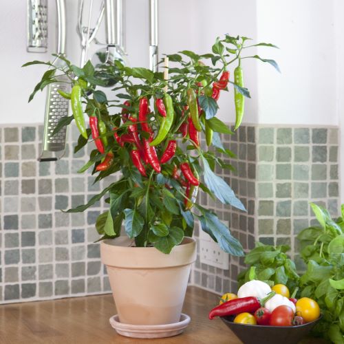 Chili 'Hot Fajita'
