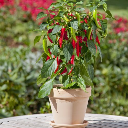 Chili 'Hot Fajita'