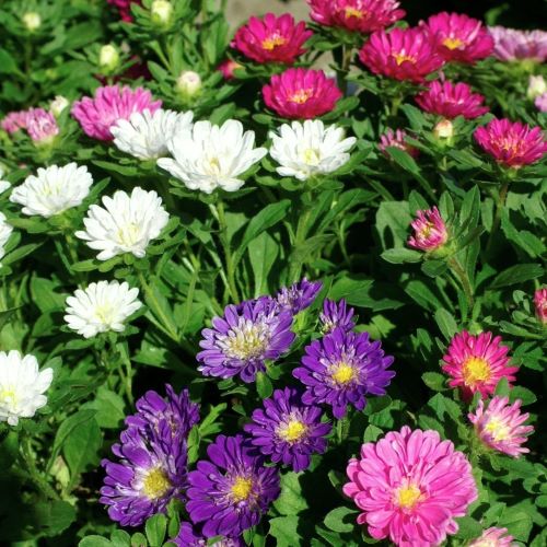 Kina Asters dværg Pinocchio Mix - Frøsnapperen.dk