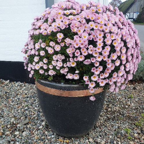 Kobbertape mod snegle - 5 m - Frøsnapperen.dk