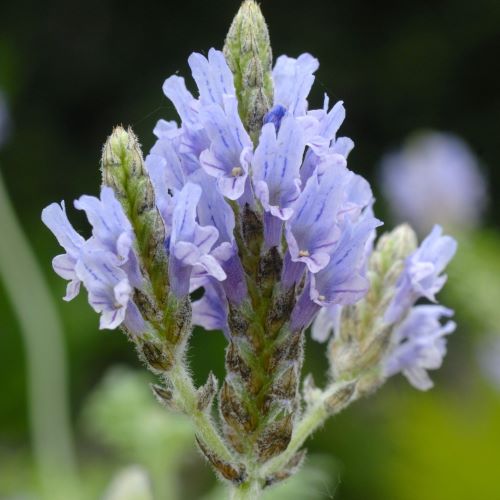 Egyptisk lavendel Origano closeup - Frøsnapperen.dk
