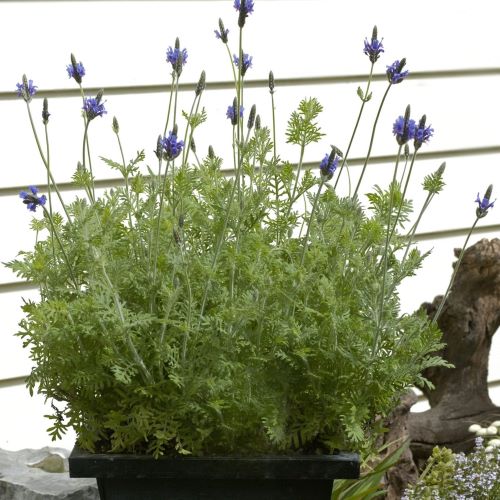Egyptisk lavendel origano i krukke - Frøsnapperne.dk