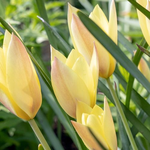 Botanisk tulipan 'Honky Tonk'