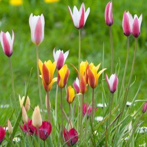Blomstrende mix af botaniske tulipaner