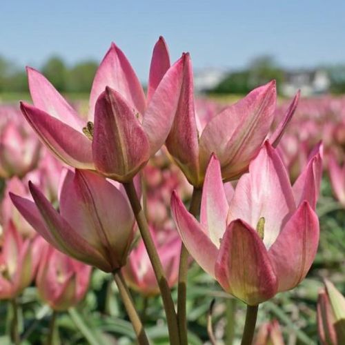 Botanisk tulipan 'Danique'