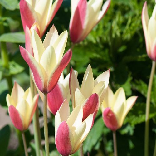 Botanisk tulipan 'Cynthia'